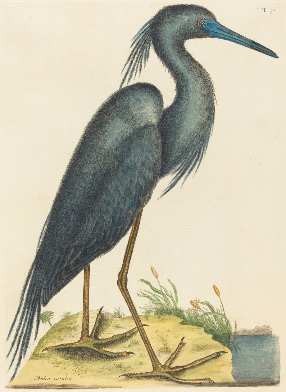 Mavi Balıkçıl (Ardea coerulea) by Mark Catesby
