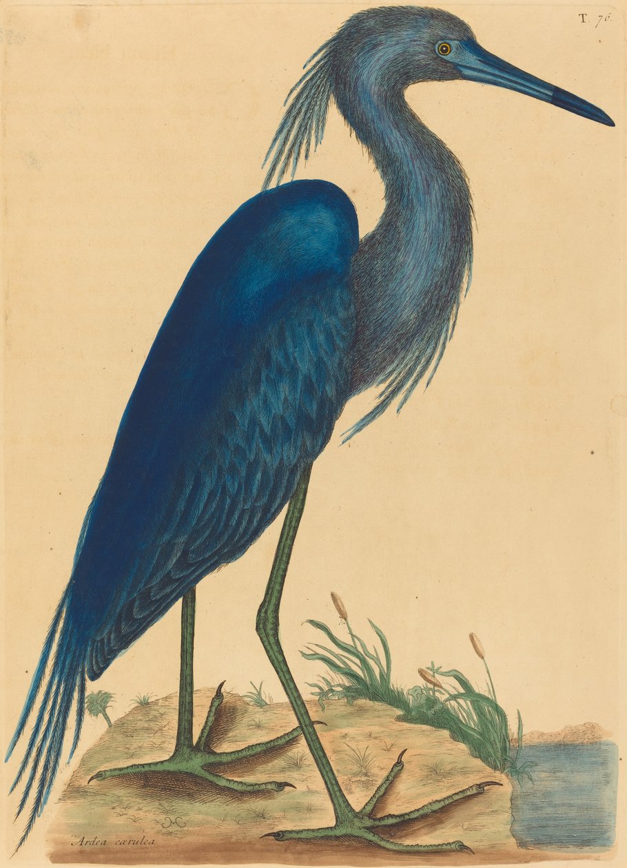 Mavi Balıkçıl (Ardea coerulea) by Mark Catesby