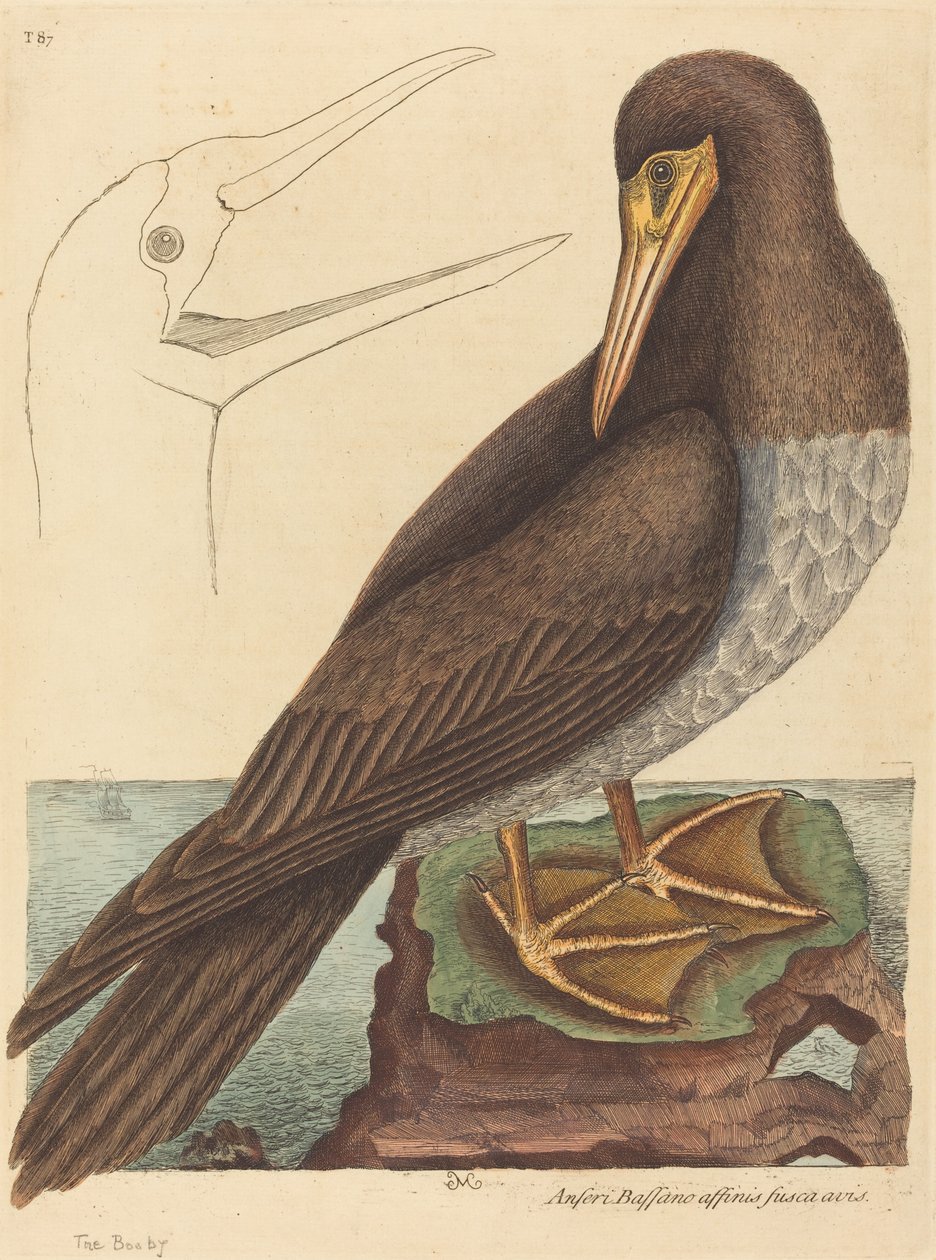 Bubi Pelecanus Sula, 1731-1743