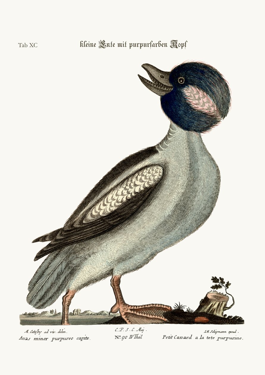 ಬಫೆಲ್ಸ್ ಹೆಡ್ ಡಕ್, 1749-73 ಟರ್ಕ್ by Mark Catesby