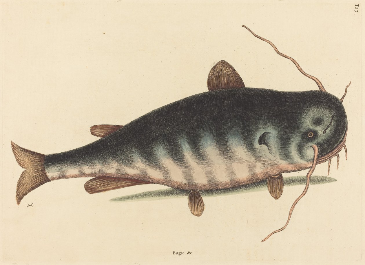 Yayın Balığı (Yayın Balığı Yayın Balığı) by Mark Catesby