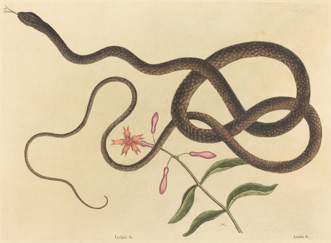 Koç-kırbaç Yılan Coluber flagellum, 1731-1743 yayınlandı. by Mark Catesby