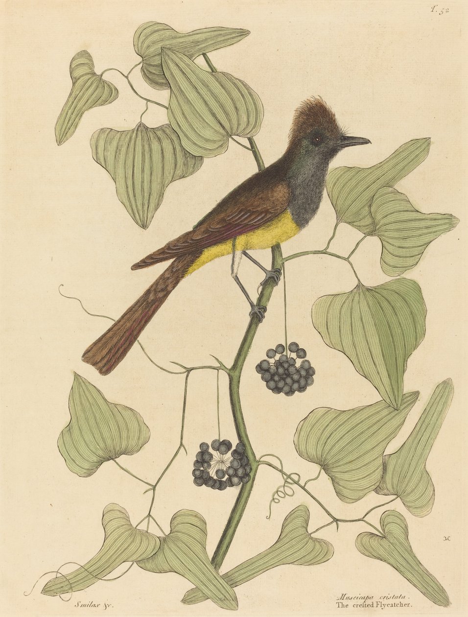 Tepeli Sinekkapan Muscicapa cristata, 1754