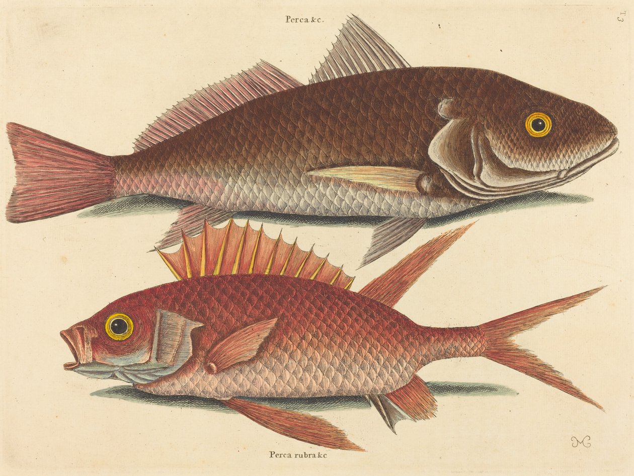 Croker Perca undulata, 1731-1743