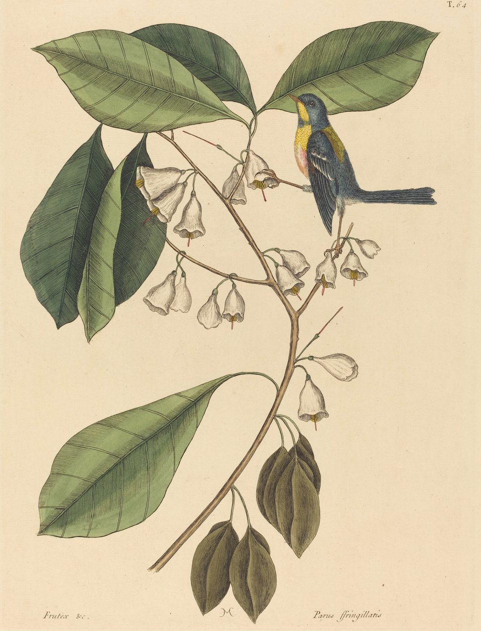 Finch Creeper Parus americanus, 1731-1743