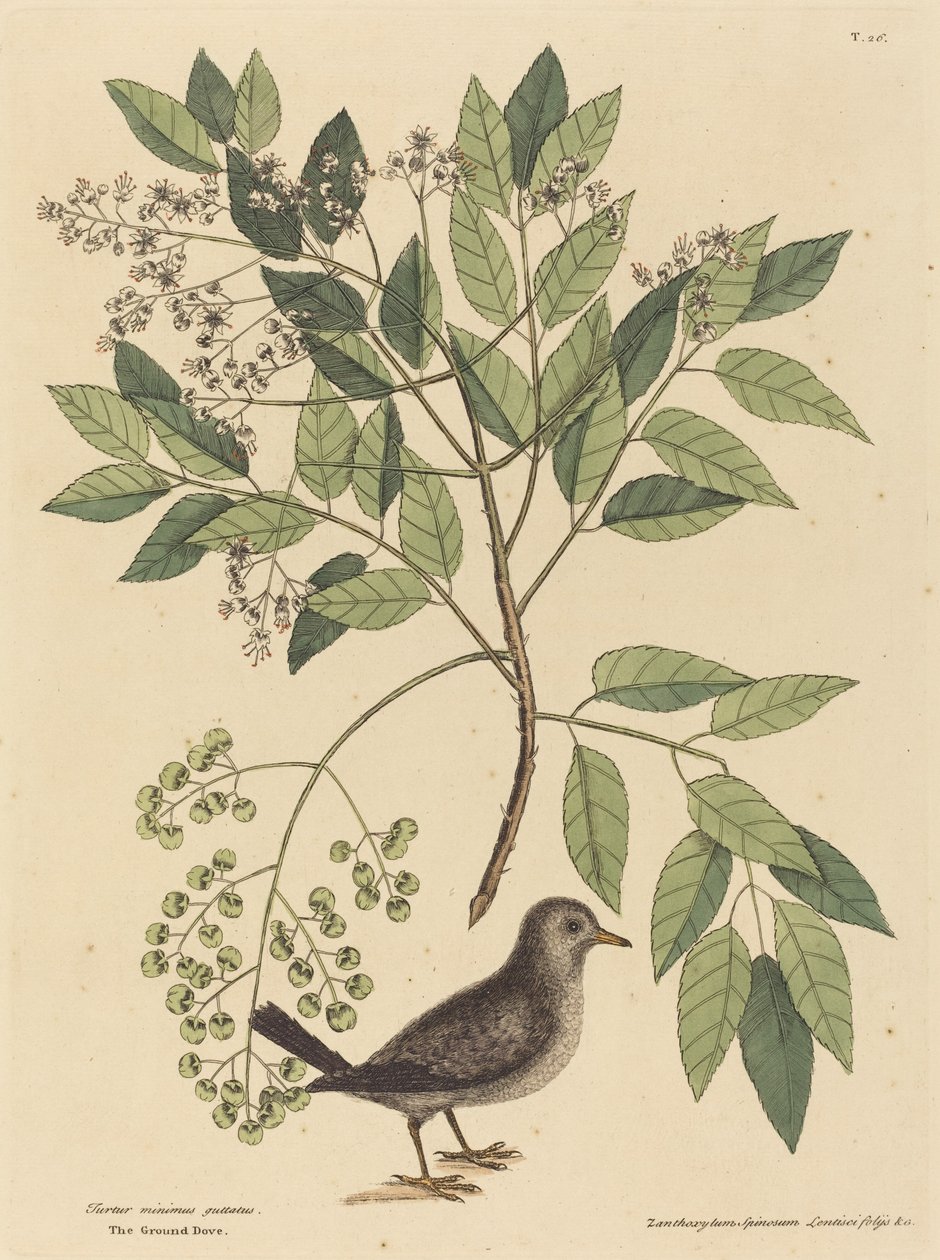 Yer Güvercini (Columba passerina) by Mark Catesby