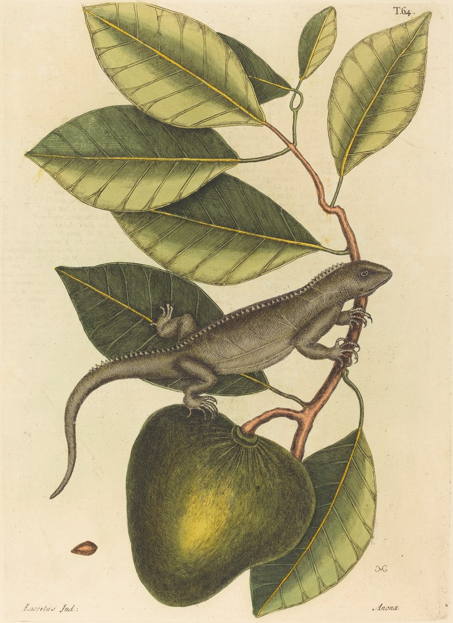 Guana (Lacerta Iguana) by Mark Catesby