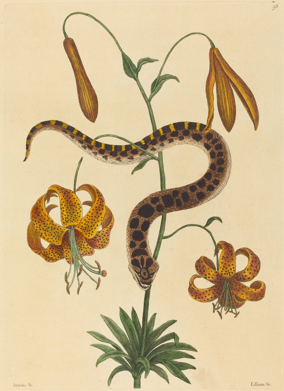 Domuz Burunlu Yılan (Boa contortrix) by Mark Catesby