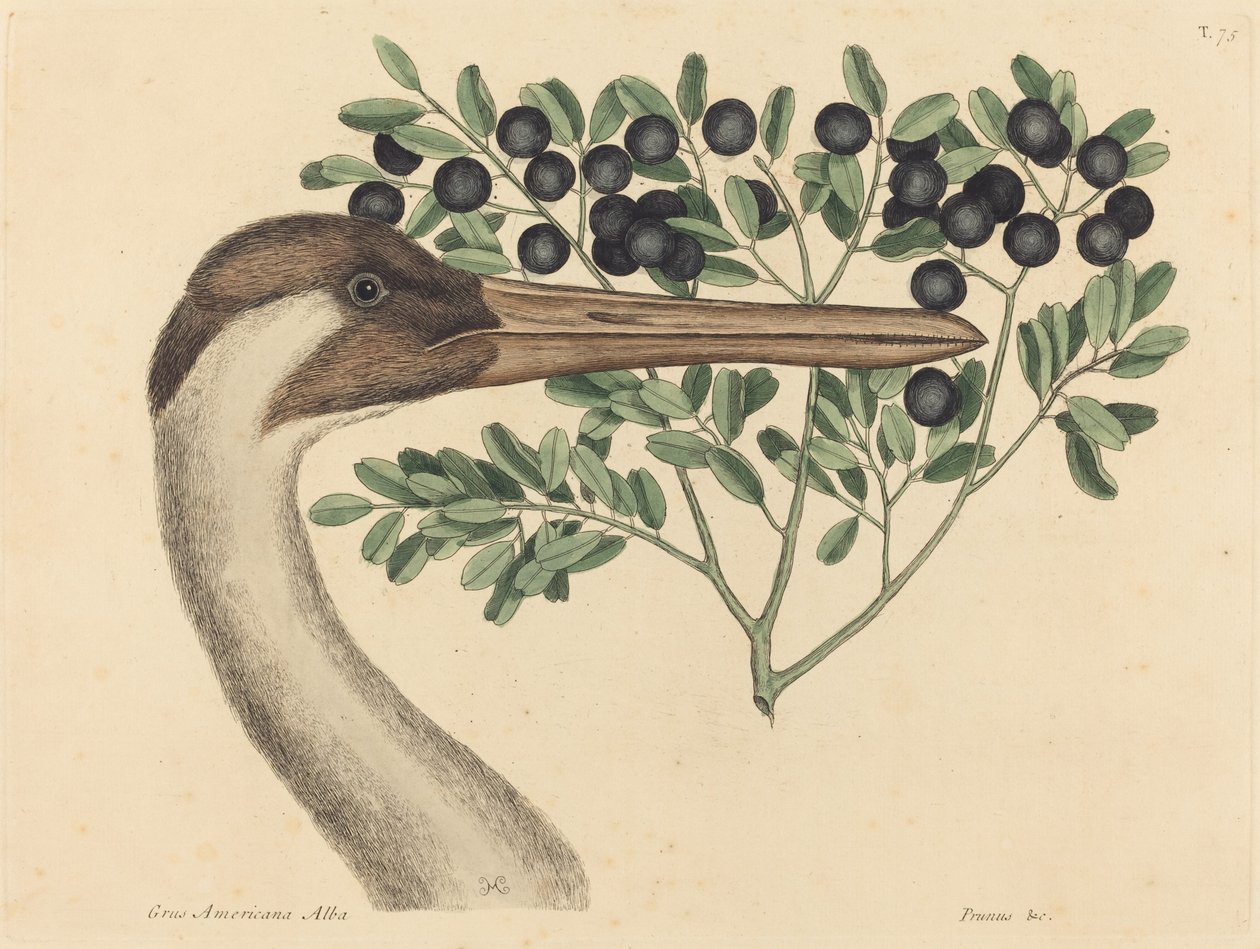 Hooping Turna (Ardea Americana) by Mark Catesby