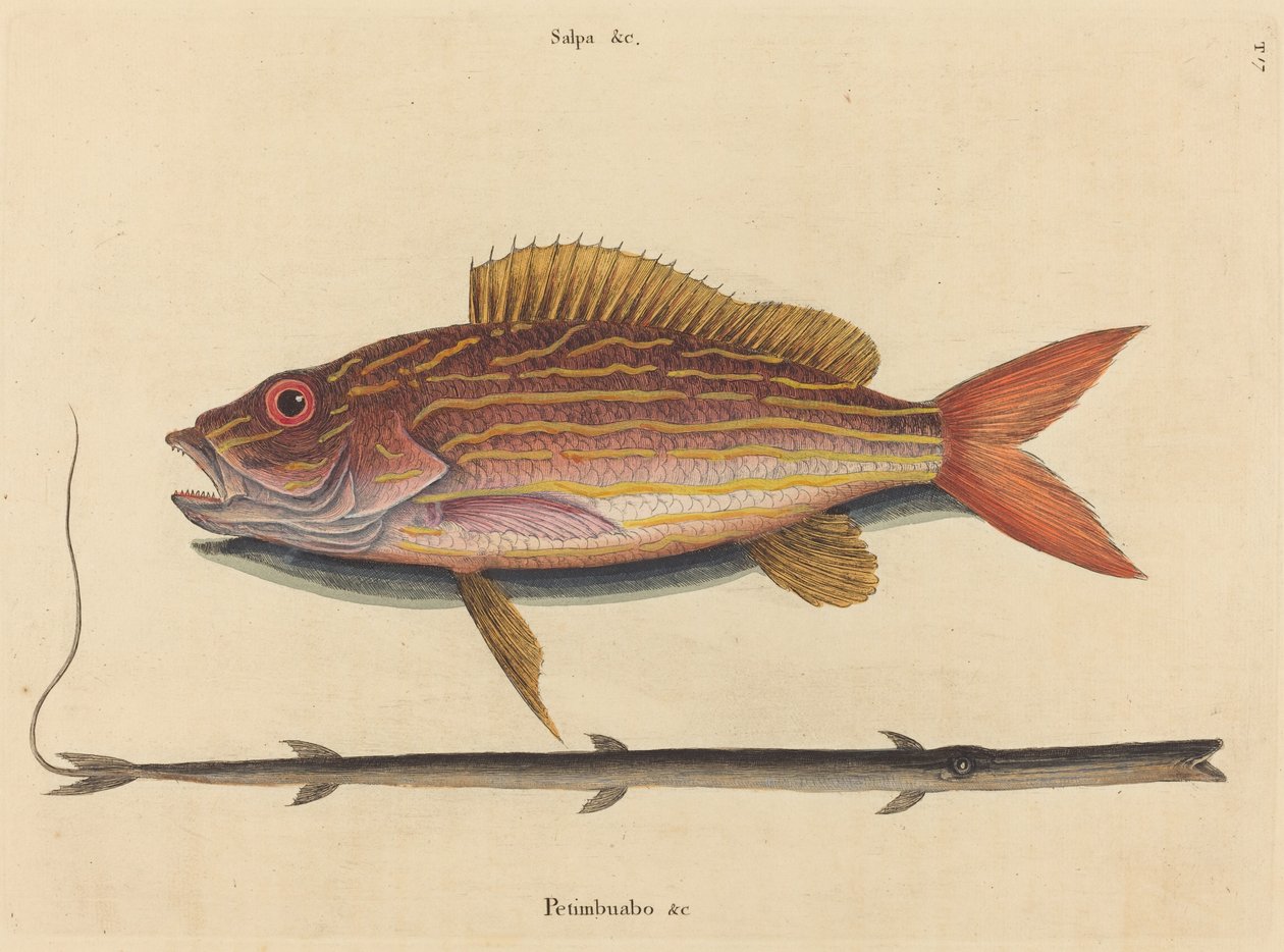 Lane-snapper (Sparus synagris) by Mark Catesby