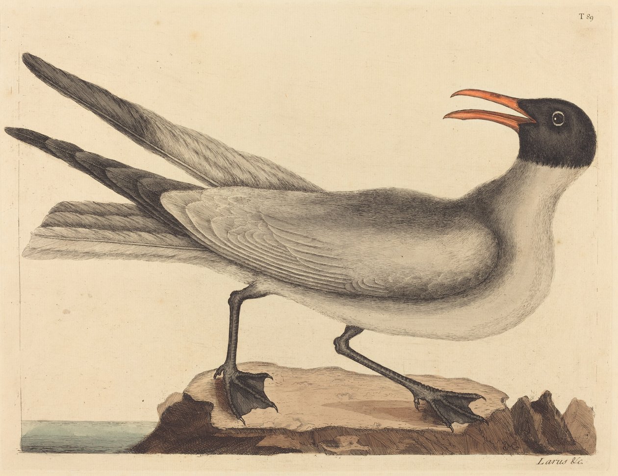 Gülen Martı Larus articilla, 1731-1743 yayınlandı. by Mark Catesby