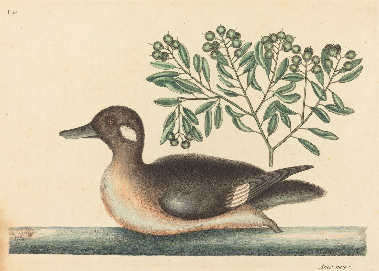 Küçük Kahverengi Ördek (Anas rustica) by Mark Catesby