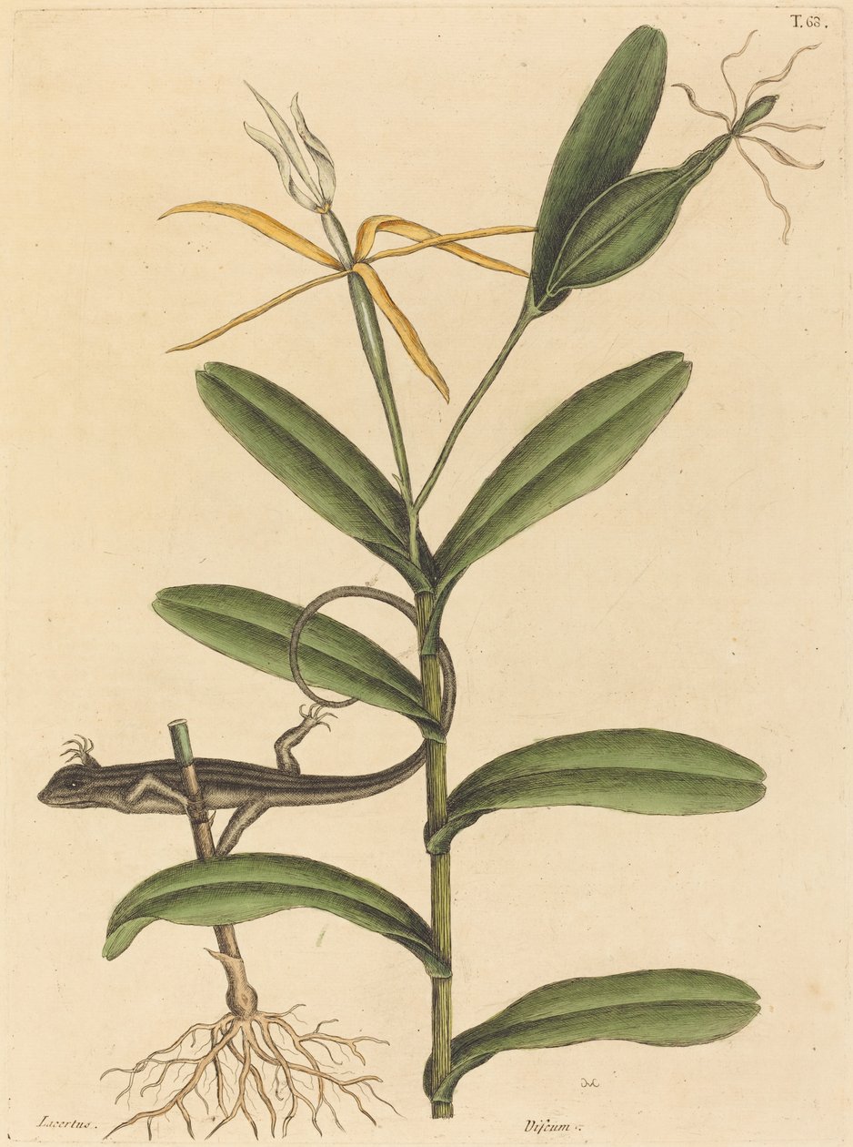 Lyon Kertenkele (Lacerta 6-lineata) by Mark Catesby