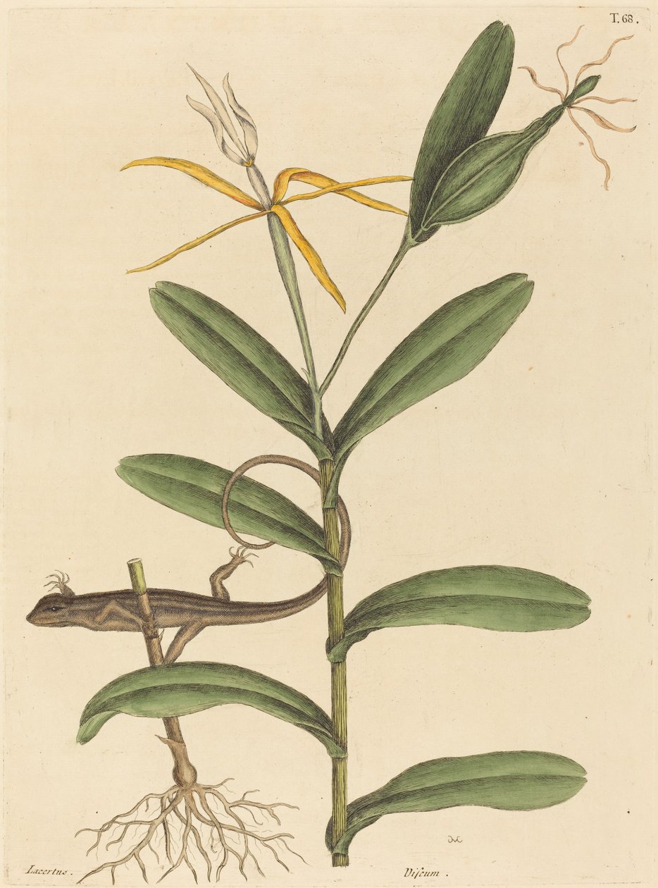 Lyon Kertenkele (Lacerta 6-lineata) by Mark Catesby