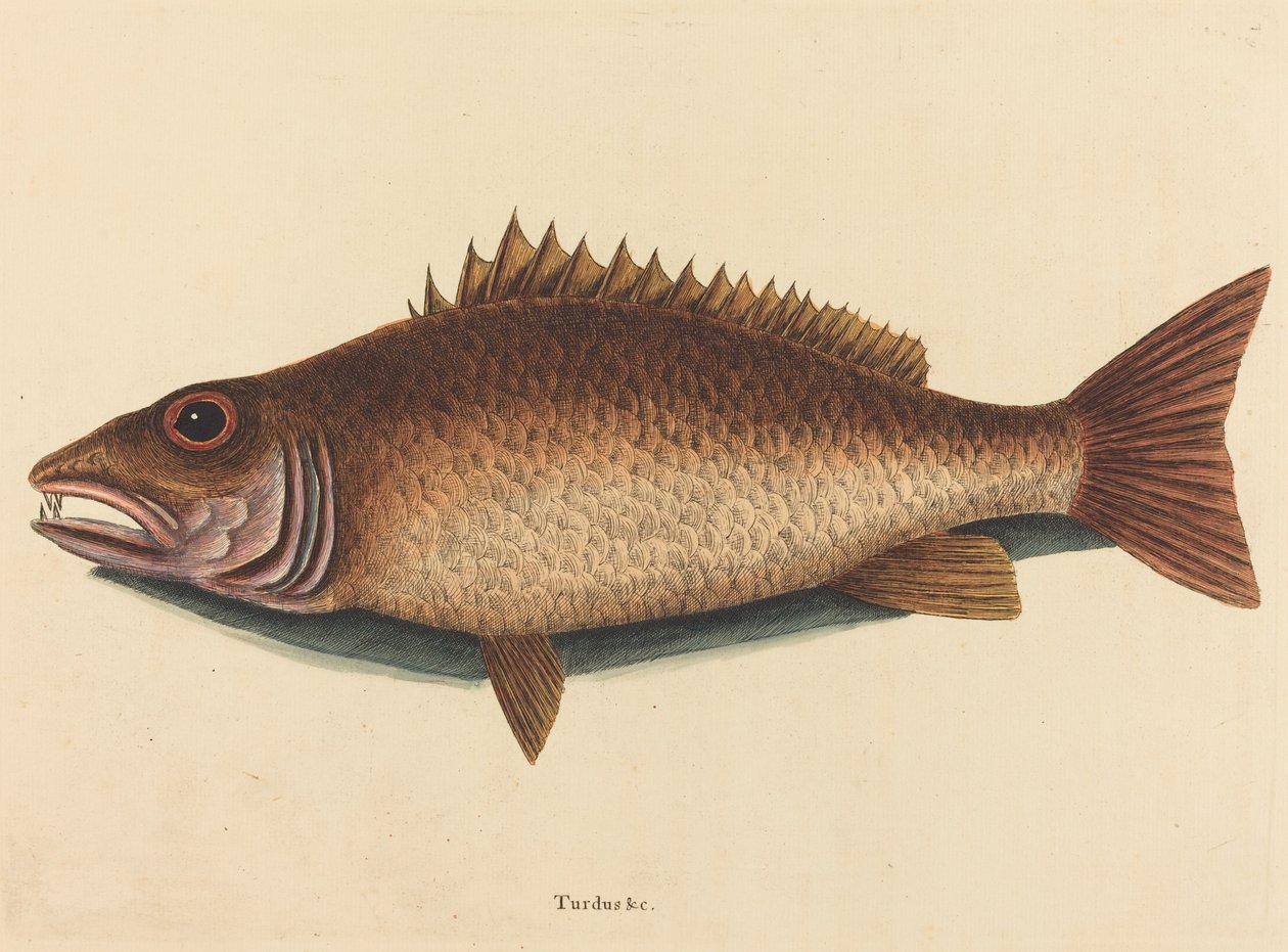 Mangrov Snapper Labrus griseus, 1754 yayınlandı. by Mark Catesby