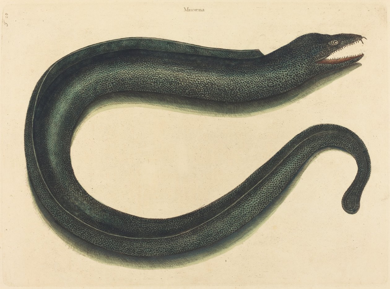 Yöntem (helena yöntemi) by Mark Catesby
