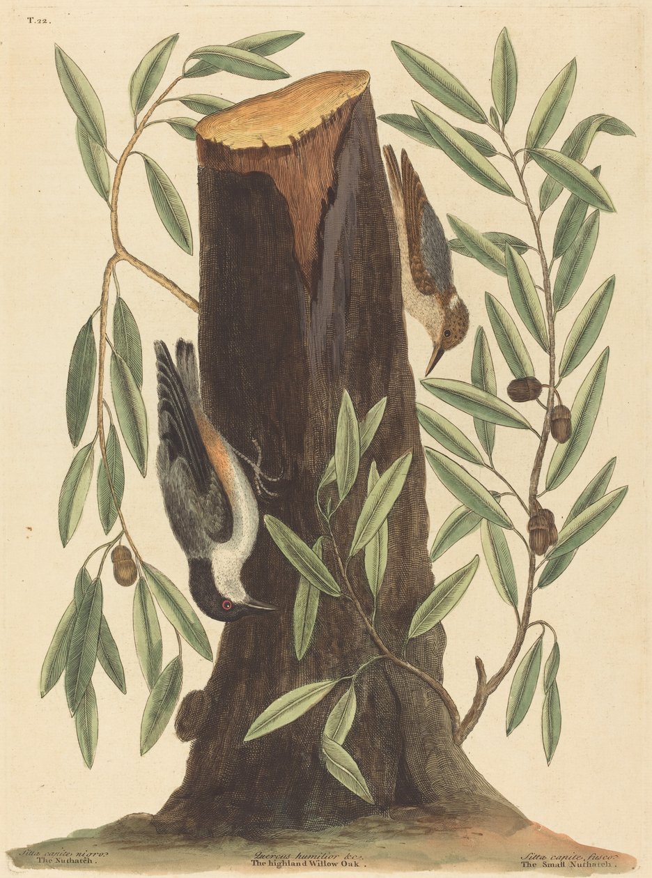 Nuthatch Sitta Europaea, 1754