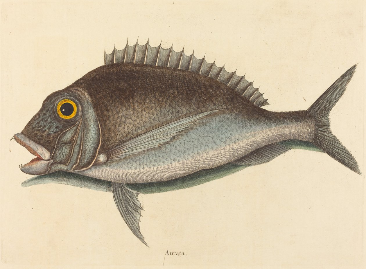 Porgy (Sparus chrysops) by Mark Catesby
