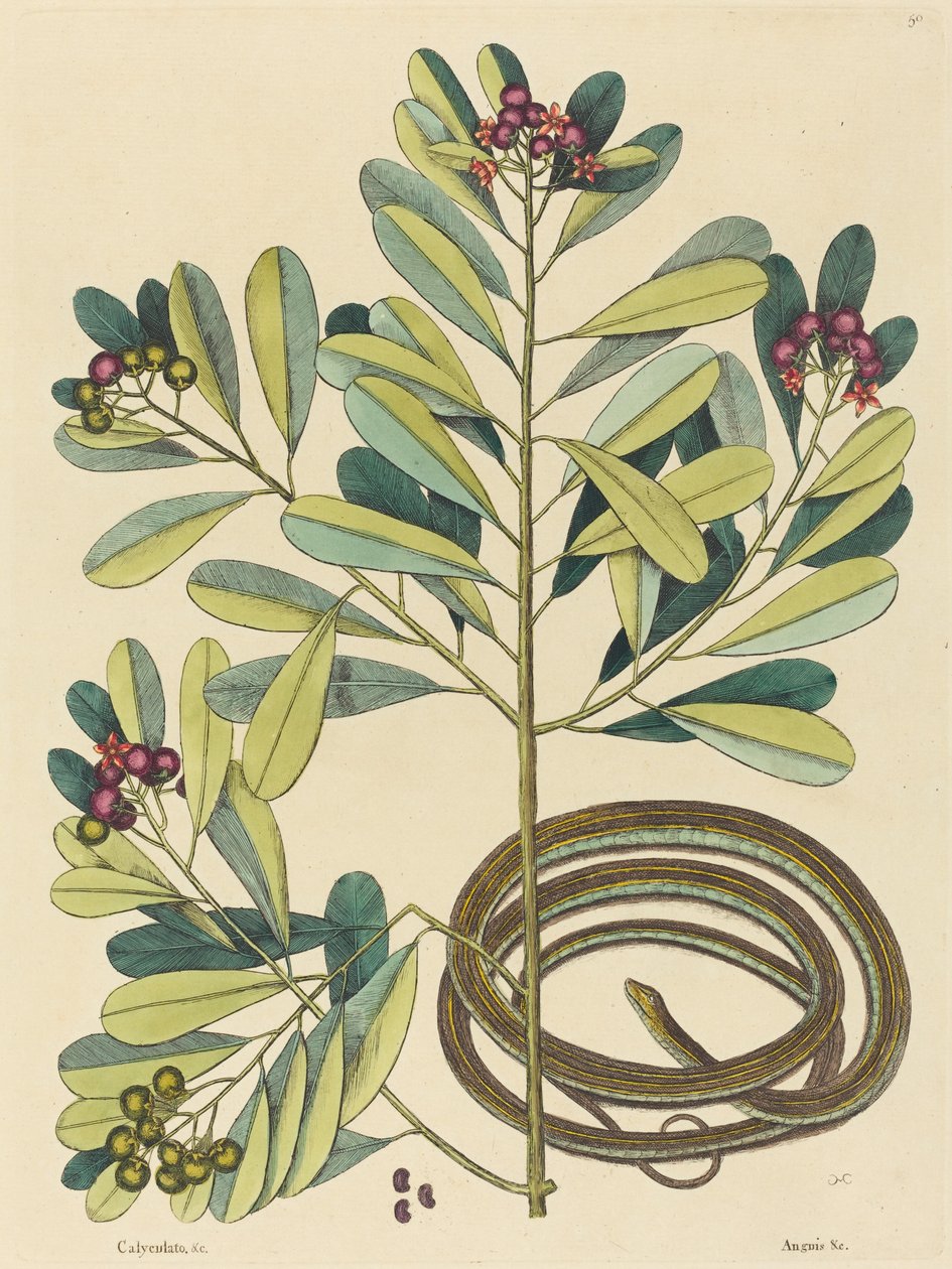 Kurdele Yılanı (Coluber saurita) by Mark Catesby