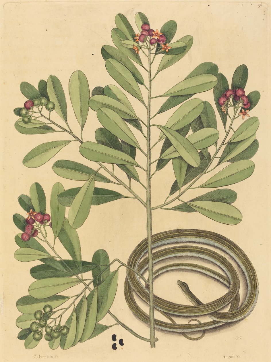 Kurdele Yılan Coluber saurita, 1731-1743 yayınlandı. by Mark Catesby