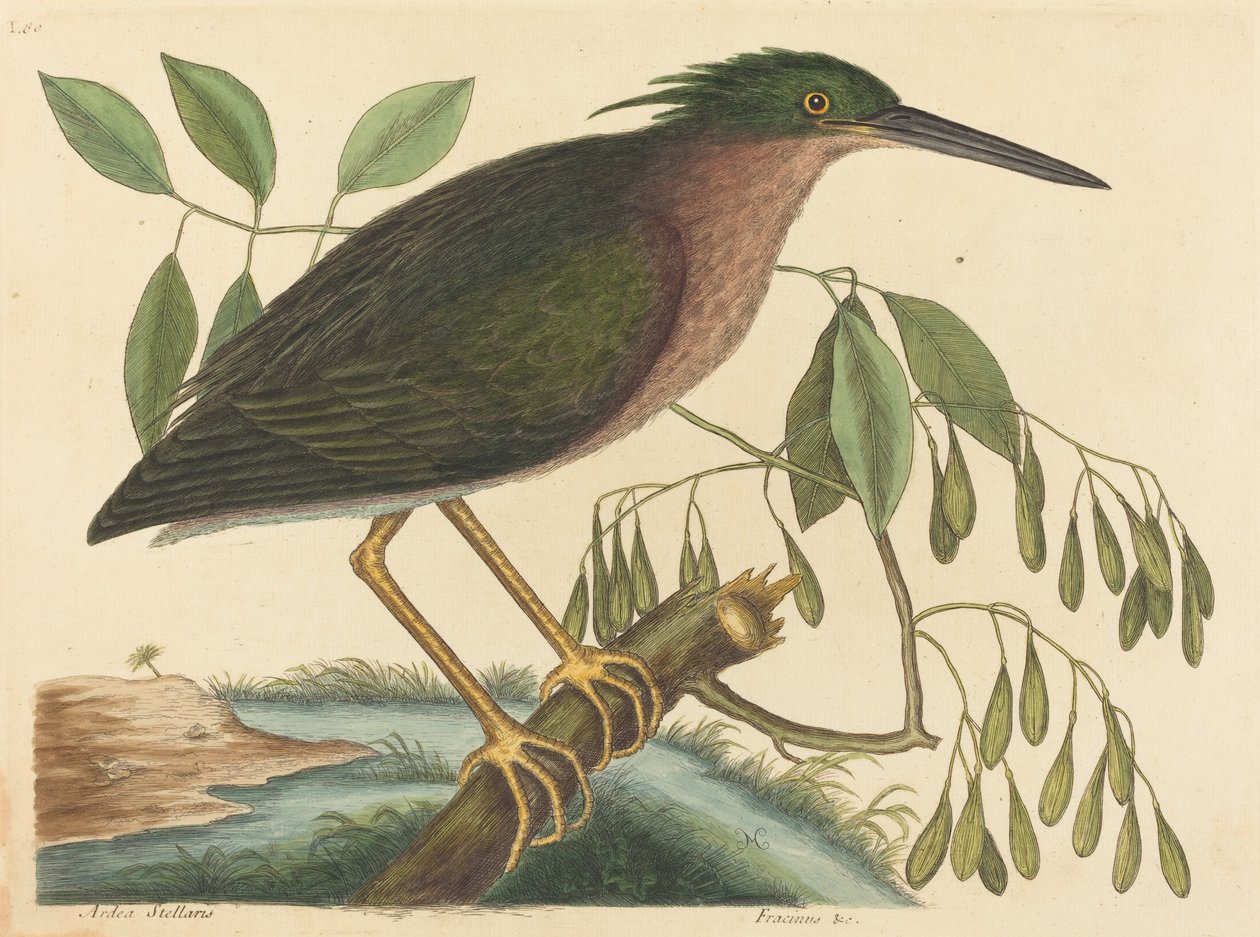 Küçük Acı Ardea virescens, 1754