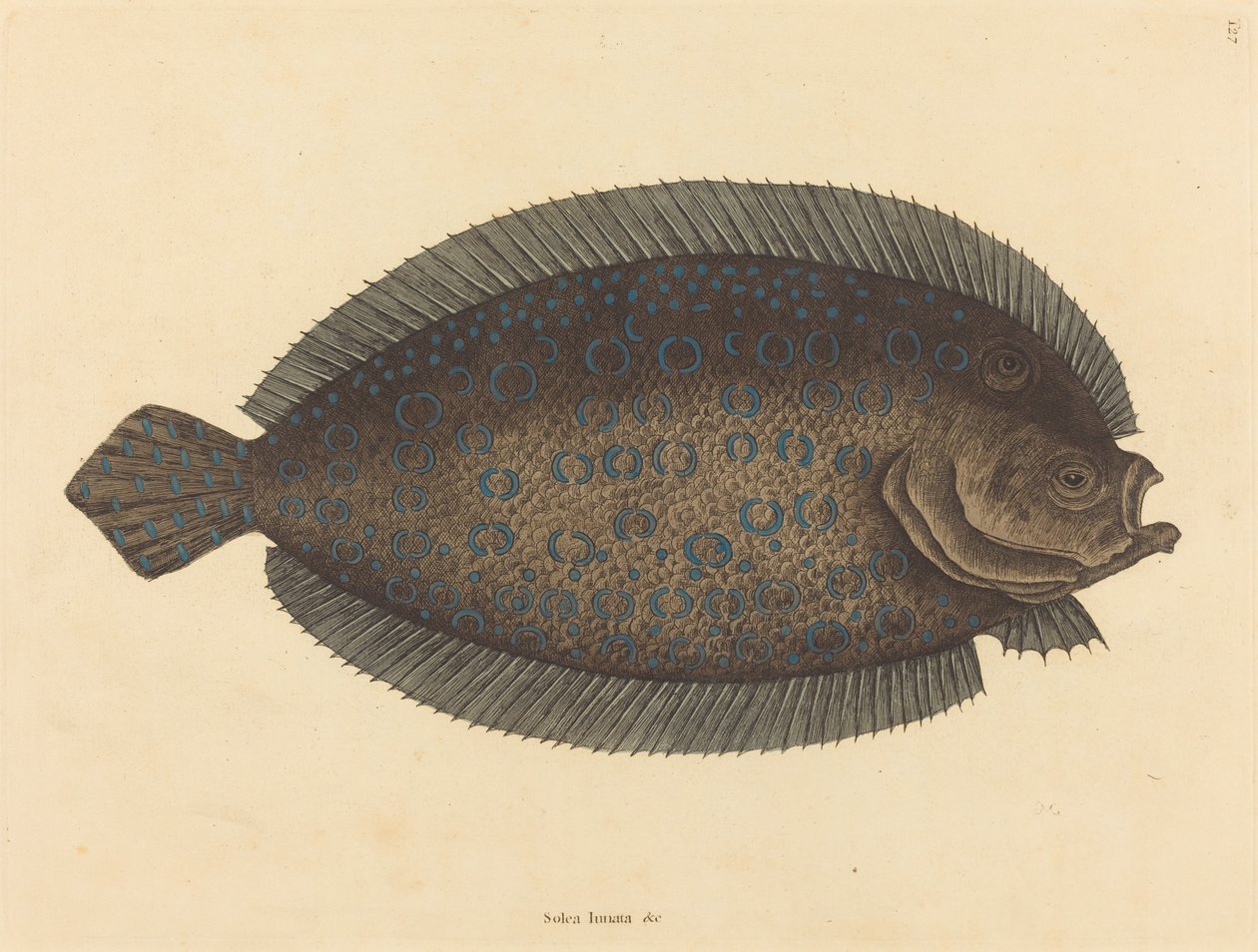 Taban (Pleuronectes lunatus) by Mark Catesby