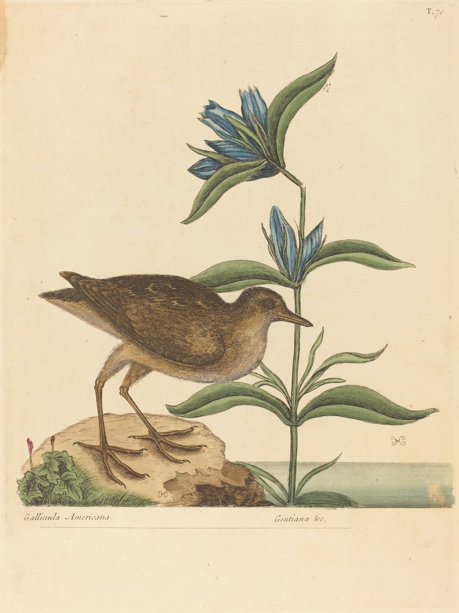 Ağrı (Rallus Virginianus) by Mark Catesby