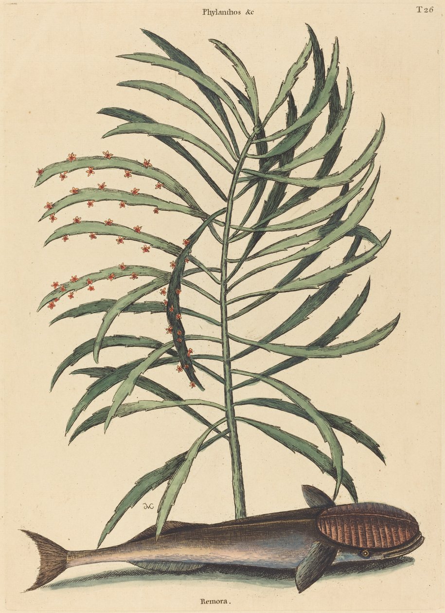 Emici Balık (Echeneis Naucratis) by Mark Catesby