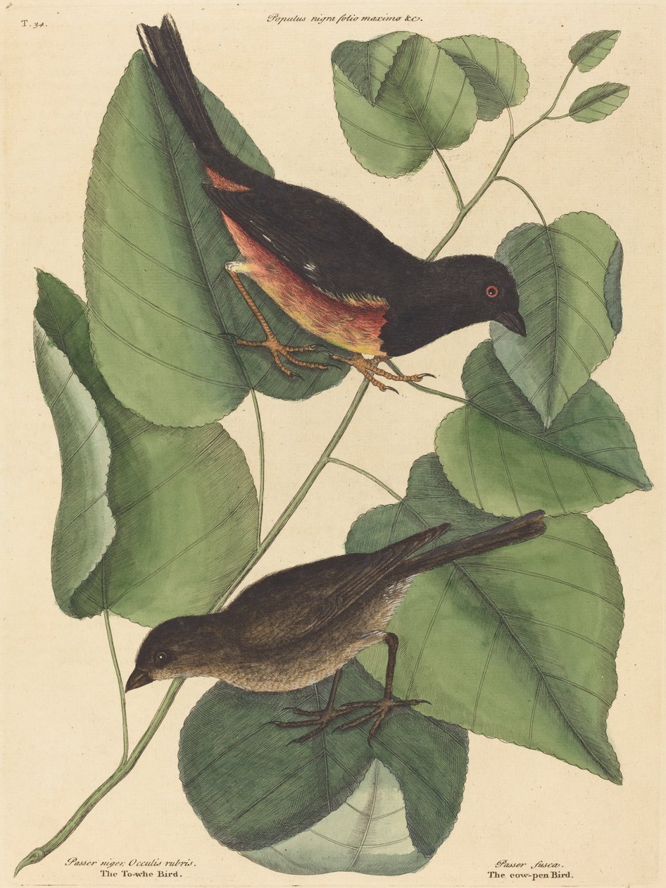 Towhe Bird Fringilla erythrophthalma, 1754