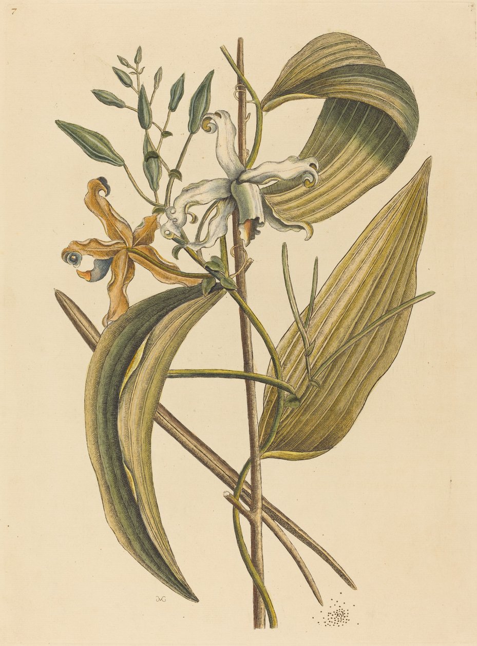 Vanelloe Epidendrum Vanilla, 1731-1743