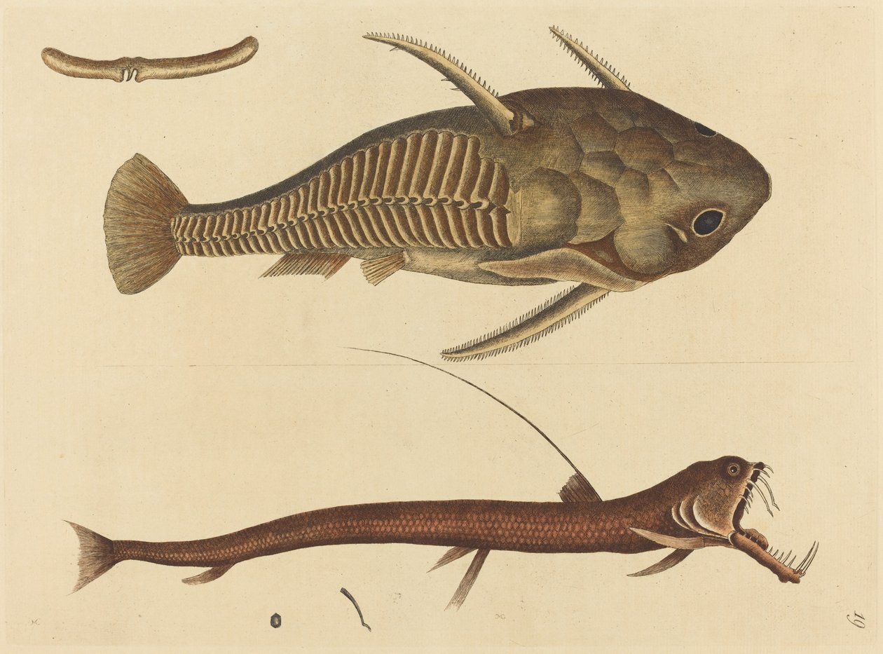 Engerek Ağzı (Silurus cataphractus) by Mark Catesby