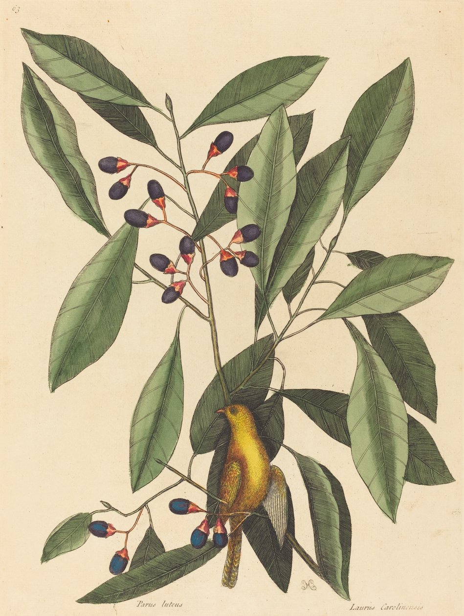Sarı Baştankara (Motacilla trochilus) by Mark Catesby