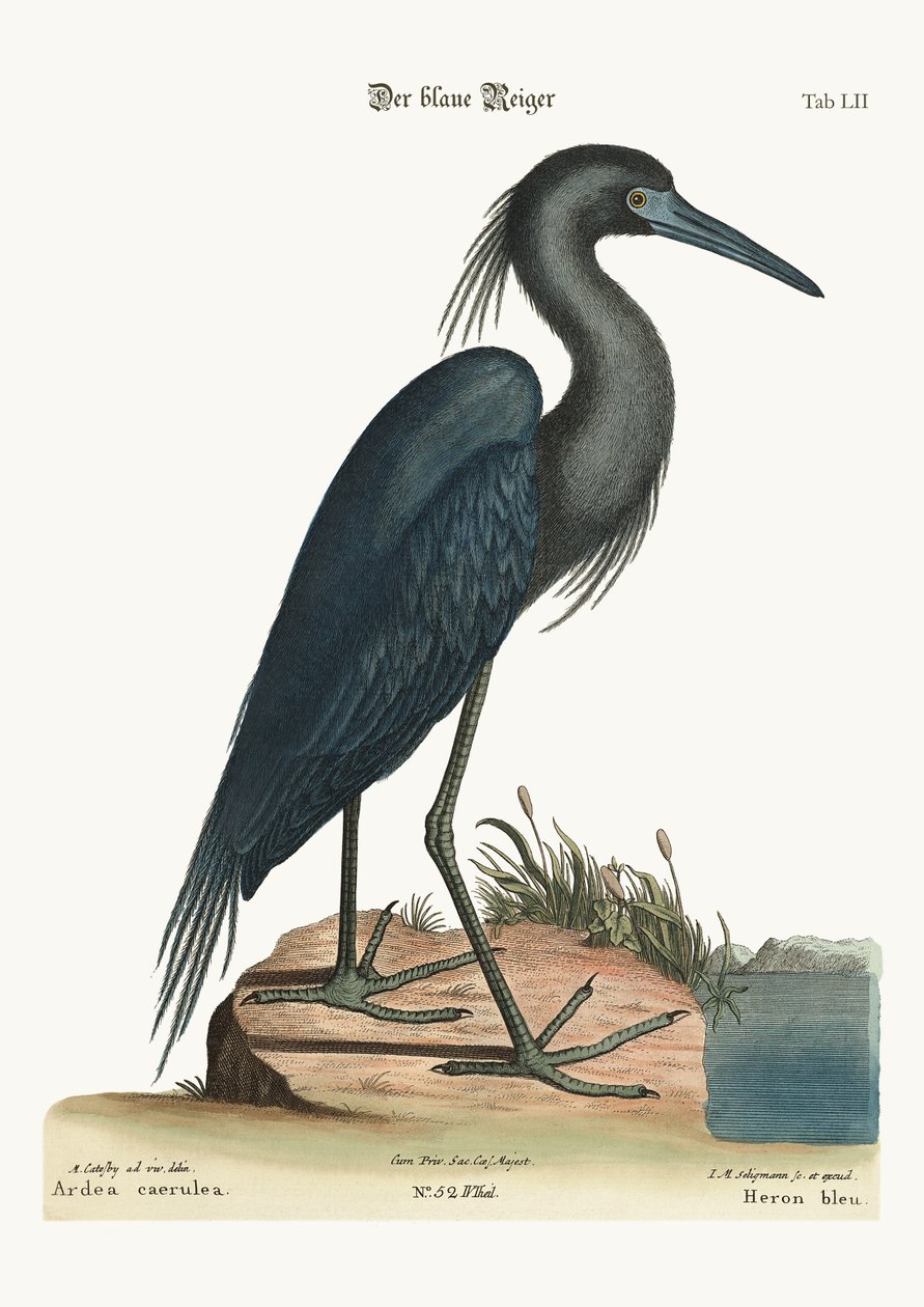 ನೀಲಿ ಹೆರಾನ್, 1749-73 ಟರ್ಕ್ by Mark Catesby