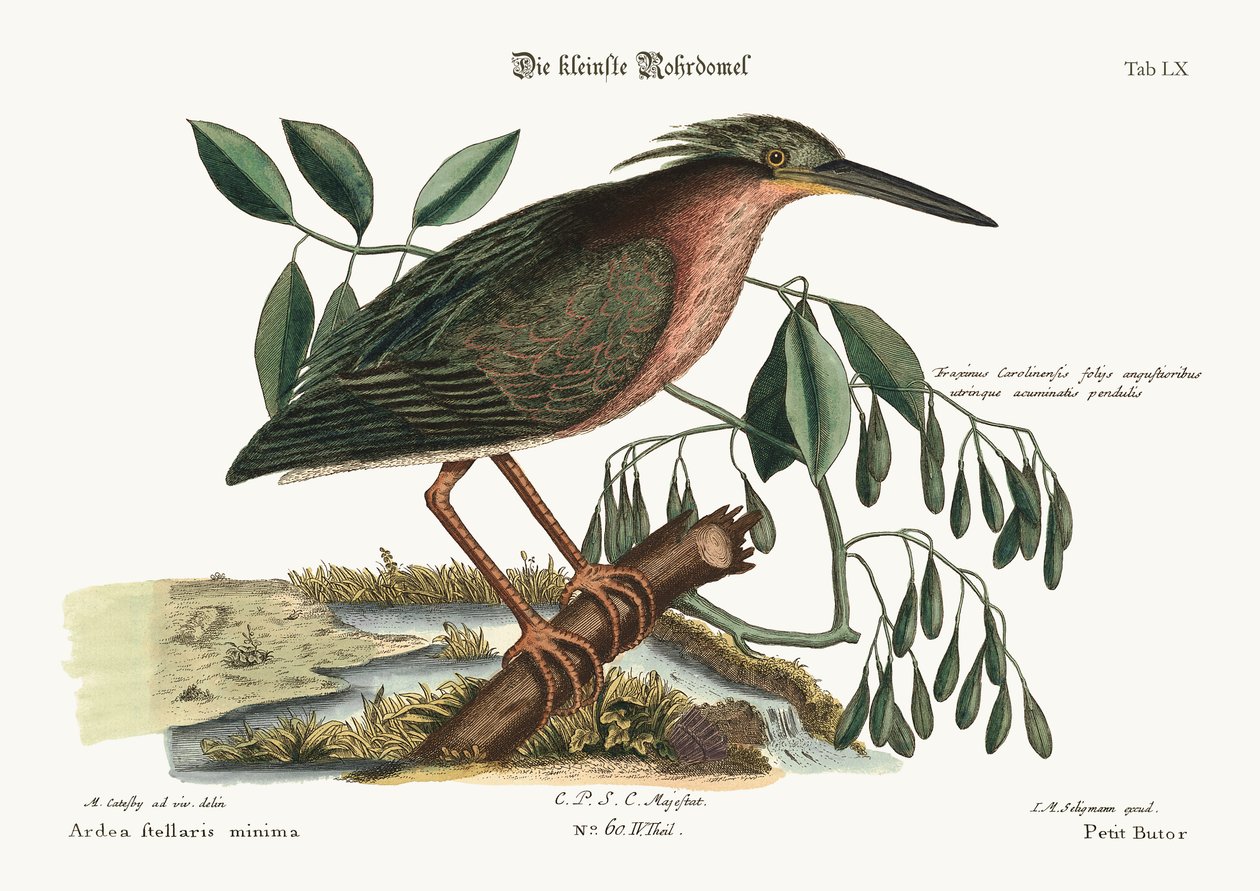 Küçük Bittern, 1749-73 by Mark Catesby