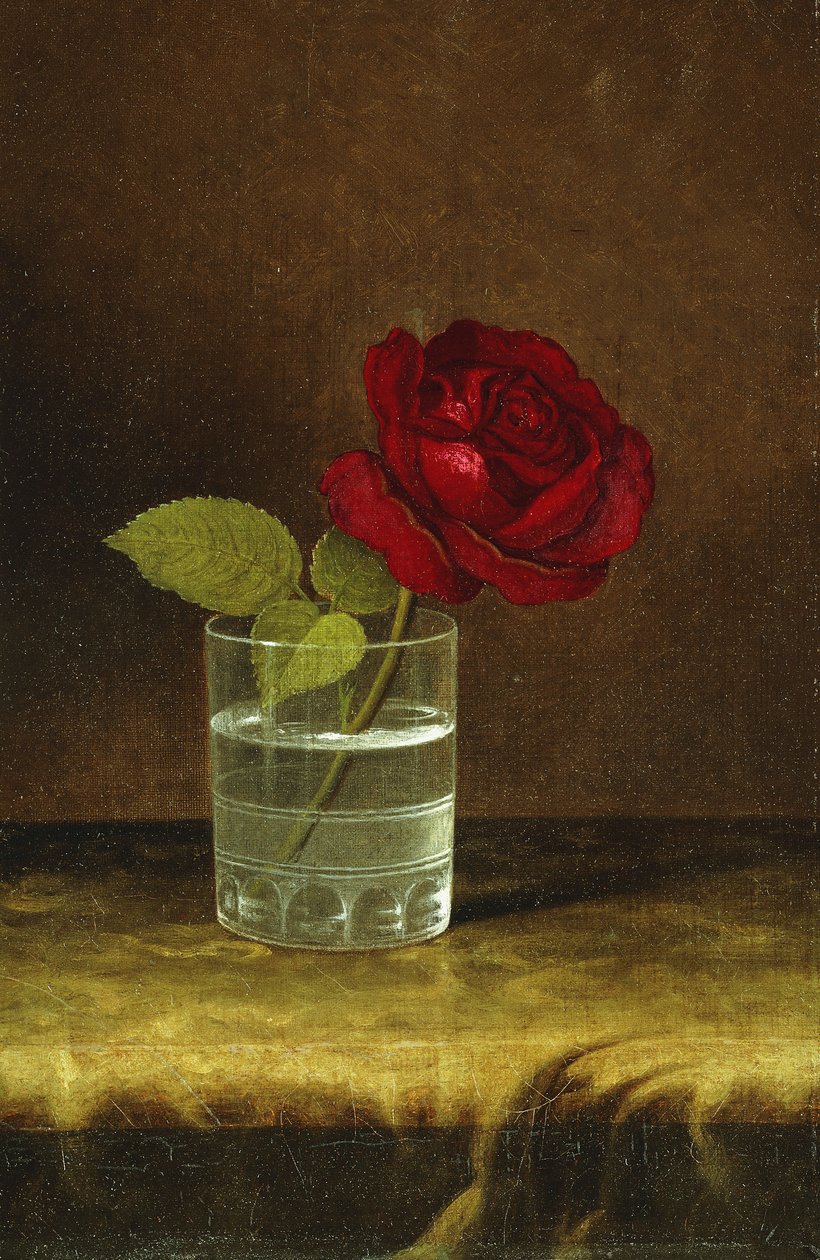 Kırmızı Gül, by Martin Johnson Heade