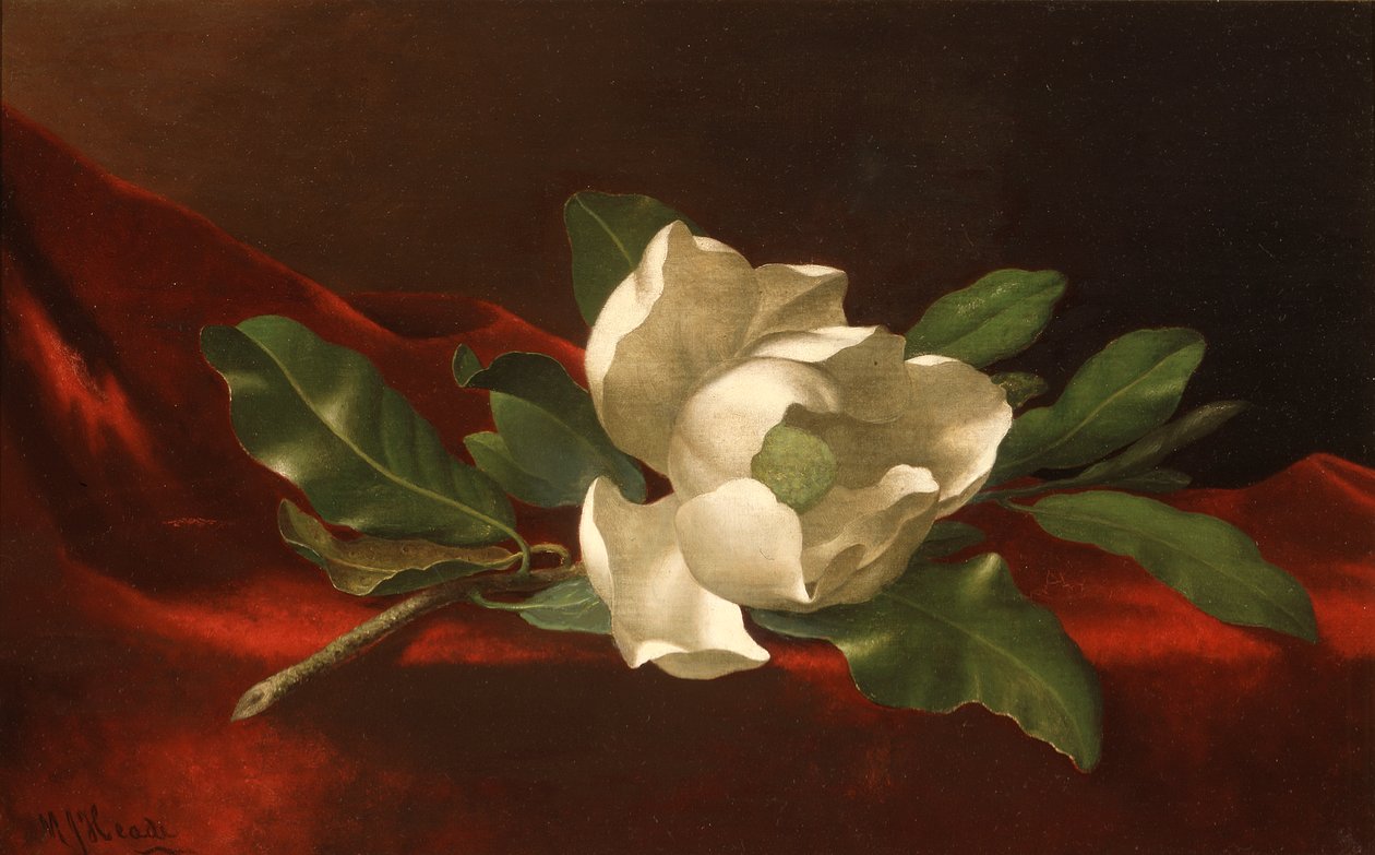 Manolya by Martin Johnson Heade
