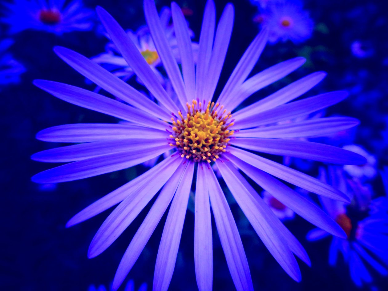 Blume by Martina Konitzky