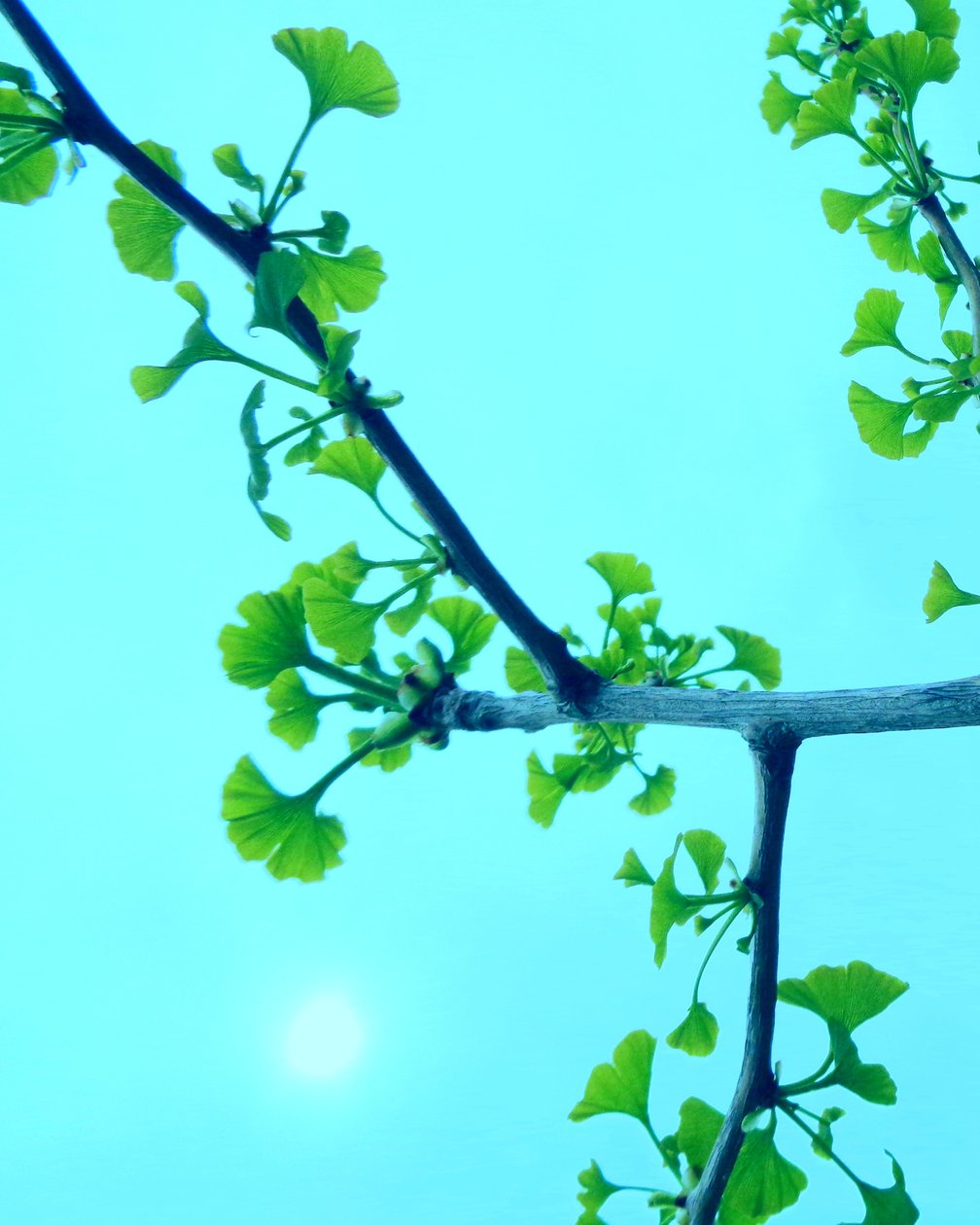 Gingko Türkiler by Martina Konitzky