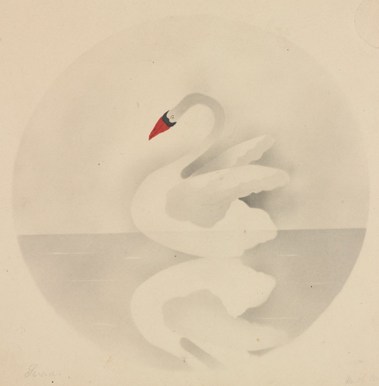 Kuğu. by Mary Altha Nims