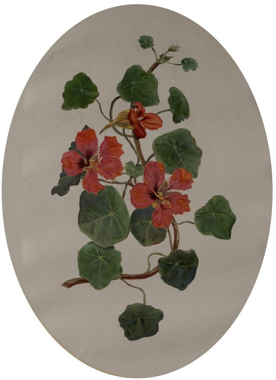 Nasturtiums, c.1870 (kağıt üzerinde yağlı boya) by Mary Dakeyne Townroe
