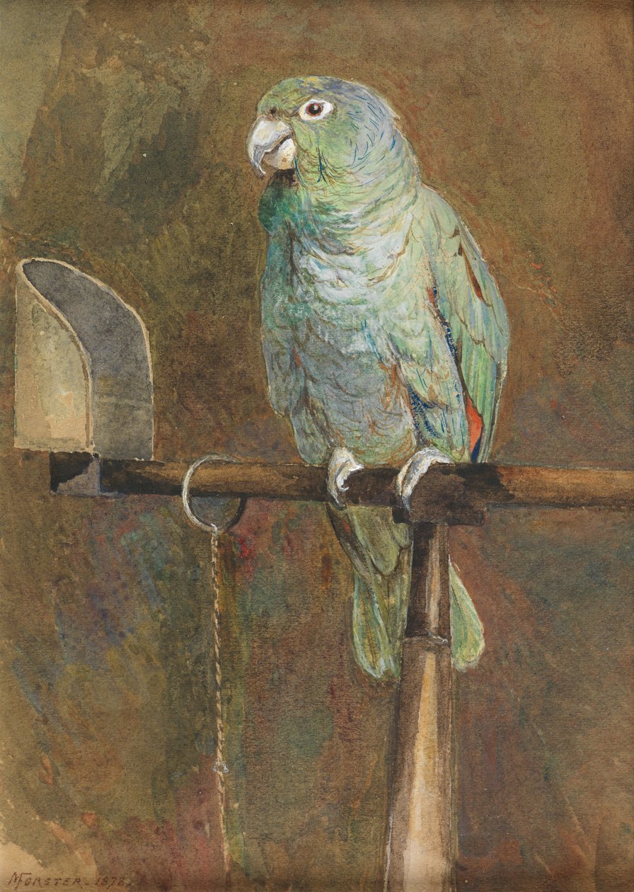 Papağan Polly by Mary Forster