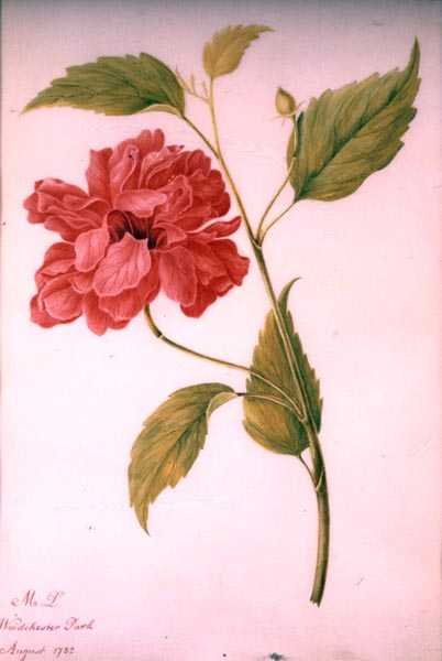 Şakayık Tarzı Çiçek by Mary Granville (attr.) Delany