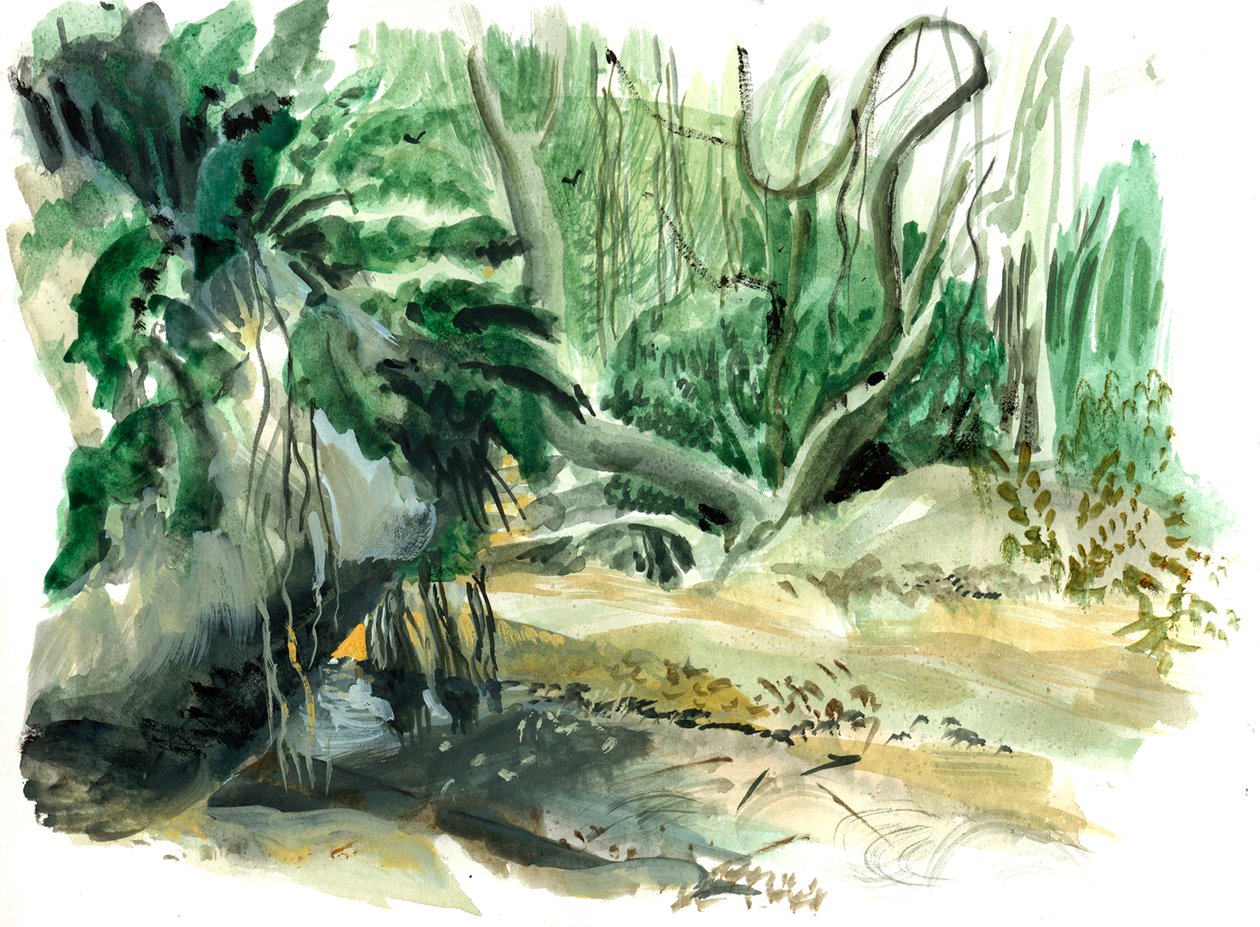 Orman: Tayrona, Kolombiya by Mary Kuper