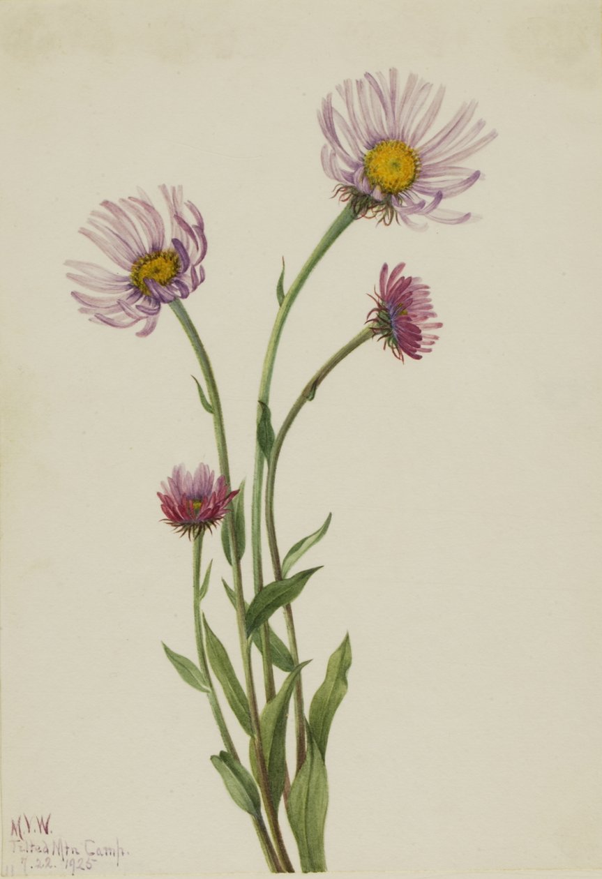 Alaska Fleabane Erigeron salsuginosus, 1925. by Mary Vaux Walcott