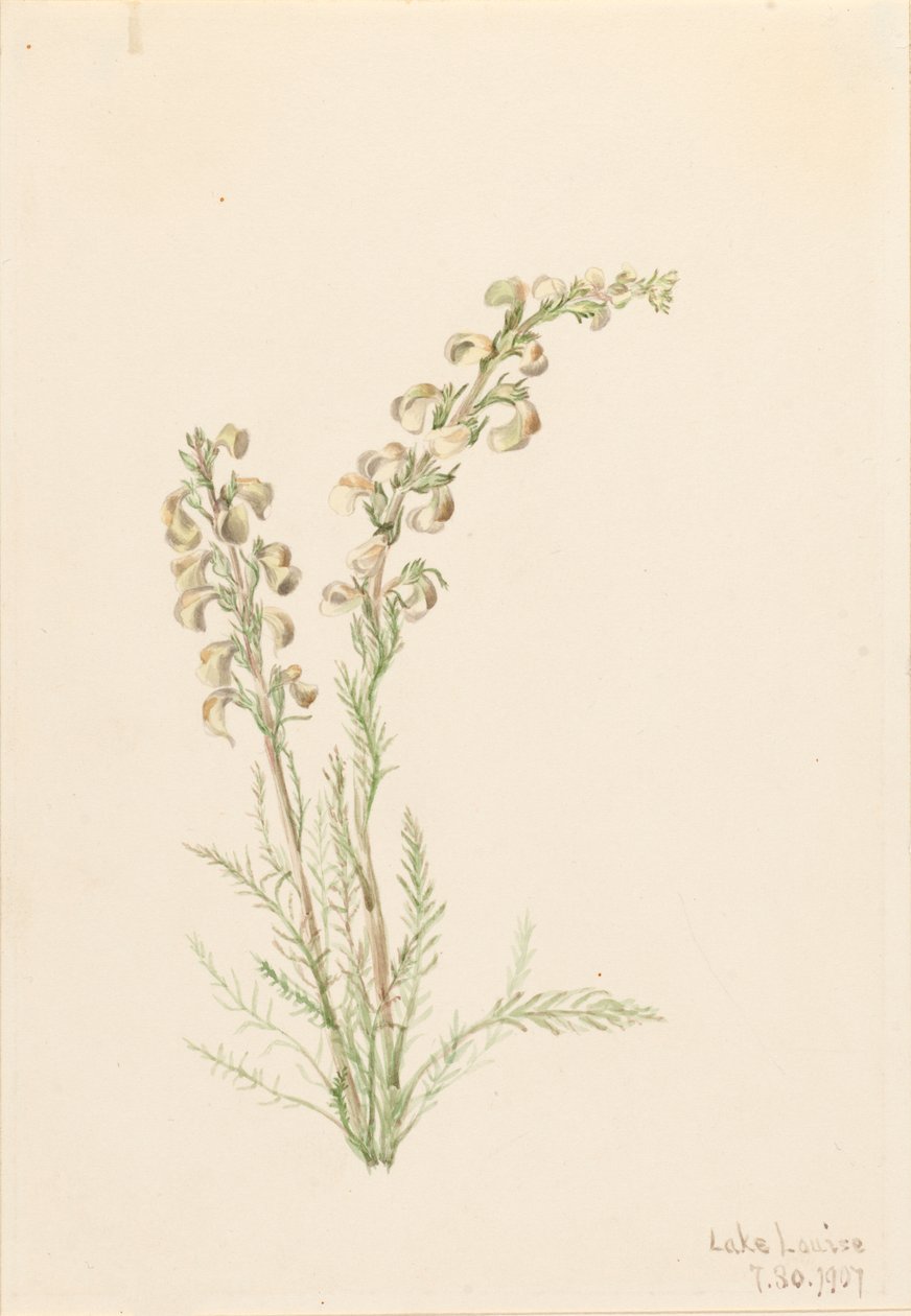 Alp Fernlife Pedicularis contorta, 1907. by Mary Vaux Walcott