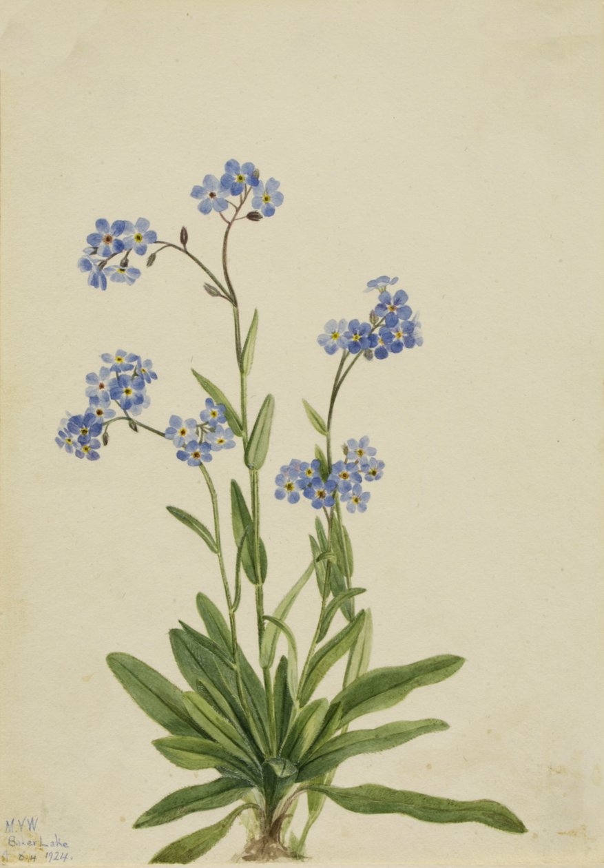 Alp Beni Unutma Myosotis alpestris, 1924. by Mary Vaux Walcott