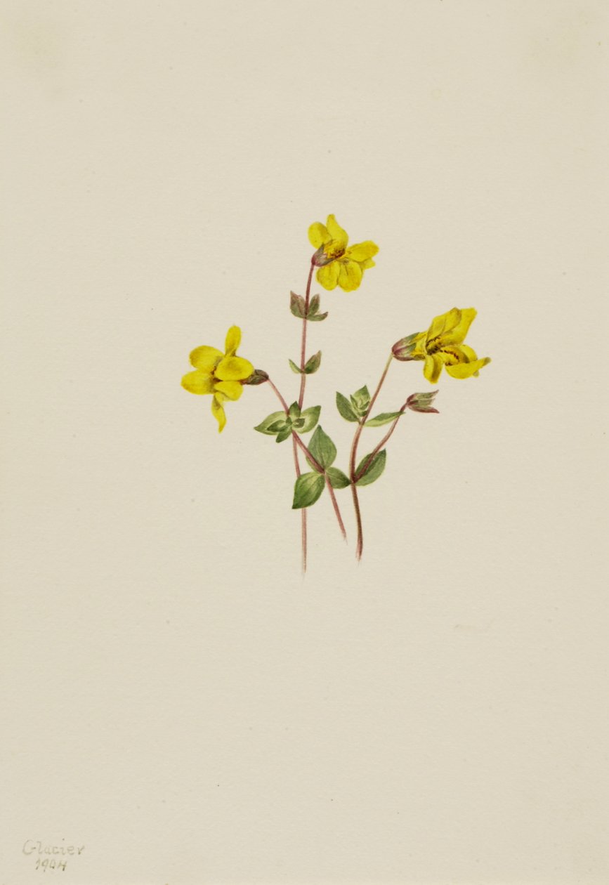 Alp Maymun Çiçeği Mimulus caespitosus, 1904. by Mary Vaux Walcott