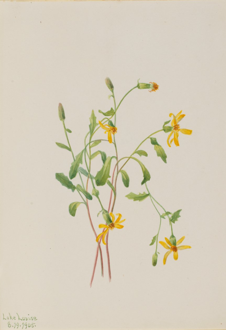 Alp Ragwort Senecio türleri, 1905. by Mary Vaux Walcott