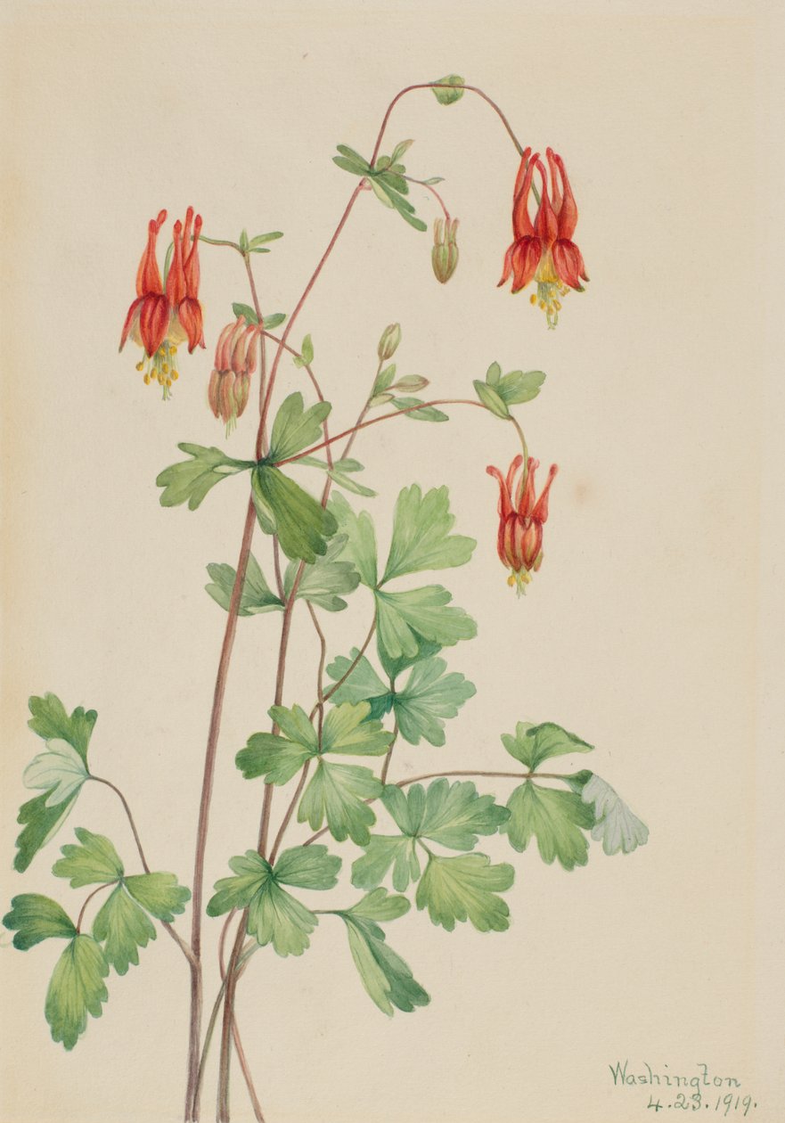Amerikan Columbine Aquilegia canadensis, 1919. by Mary Vaux Walcott