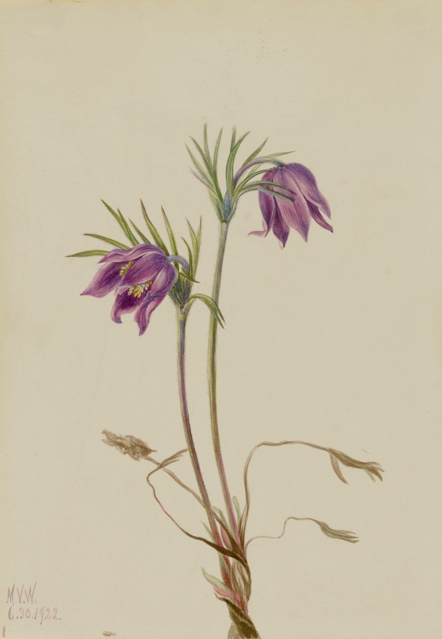 Amerikan Pasqueflower Pulsatilla ludoviciana, 1922. by Mary Vaux Walcott